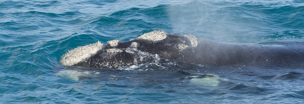Whale, South Atlantic